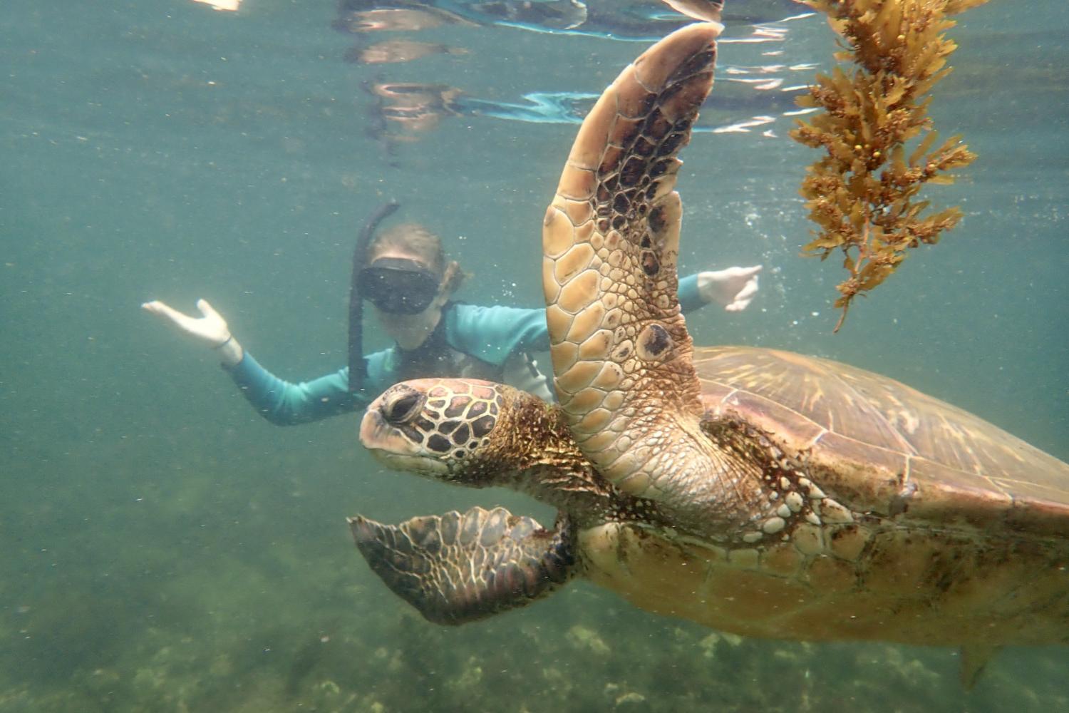 一名<a href='http://cl062o.lfkgw.com'>bv伟德ios下载</a>学生在Galápagos群岛游学途中与一只巨龟游泳.